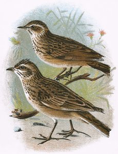 Sky-Lark (bottom) and Wood-Lark (top)